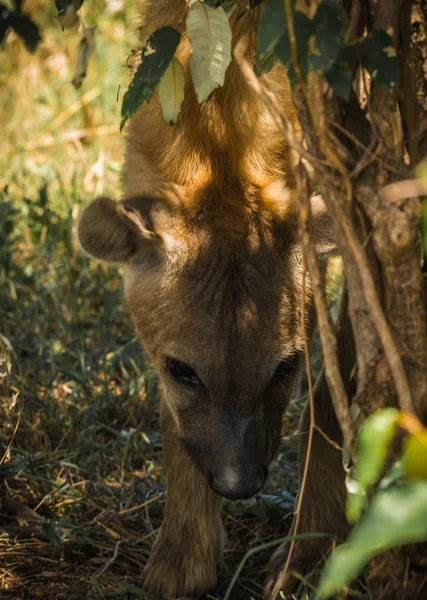 Hyène rouge au Masai Mara au Kenya — Photo