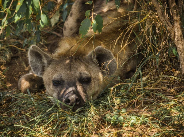 ケニアのマサイマラ国立保護区の赤いハイエナ — ストック写真