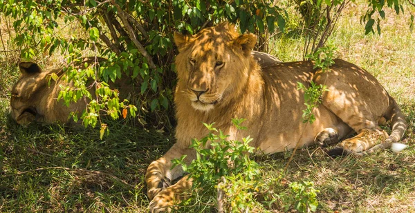 Leeuwenkoning in de natuur van de Masai Mara reserve in Kenia — Stockfoto