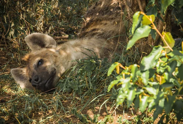 Hyène rouge au Masai Mara au Kenya — Photo