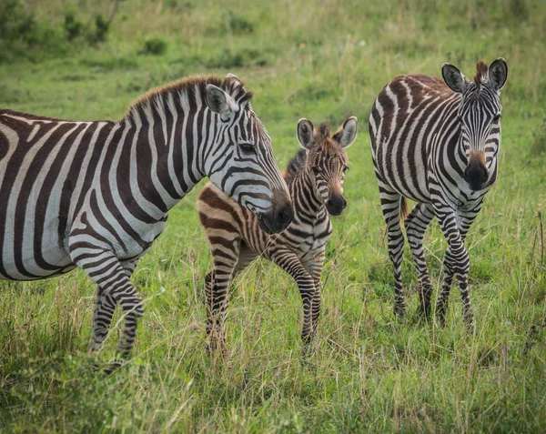 Cebras en Masai Mara en Kenia — Foto de Stock