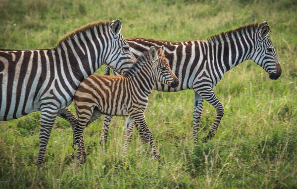 Image of zebras in Masai Mara in Kenya