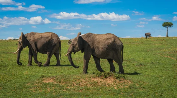 Elefantes africanos em Masai Mara, no Quênia — Fotografia de Stock