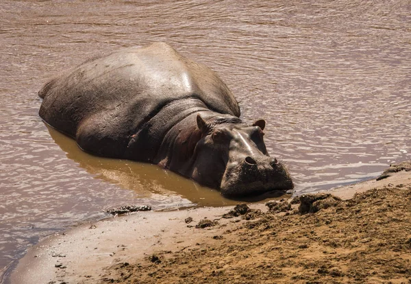 Hippos sur le fleuve Mara au Kenya — Photo