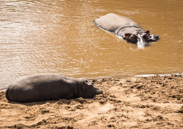 Hippos no rio Mara, no Quênia — Fotografia de Stock