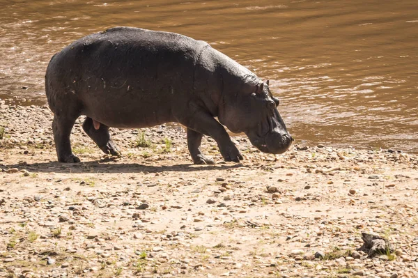 Hippos no rio Mara, no Quênia — Fotografia de Stock