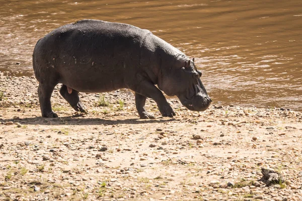 Flodhästar på floden Mara i Kenya — Stockfoto