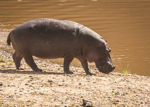 Hippos sur le fleuve Mara au Kenya — Photo