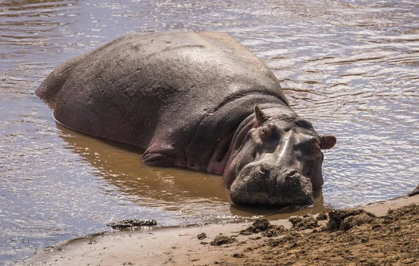 Flusspferde auf dem Mara-Fluss in Kenia — Stockfoto