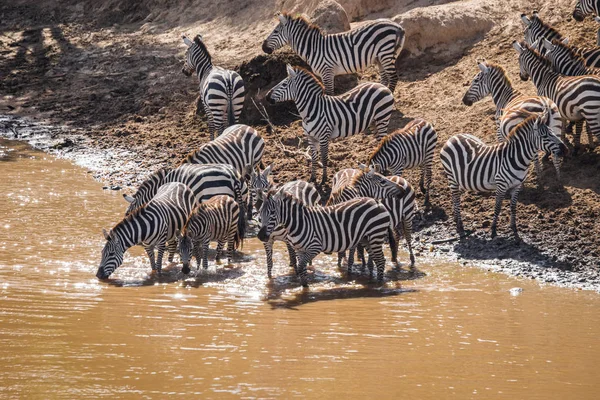 Zebry a pakoně během migrace ze Serengeti na Masai M — Stock fotografie