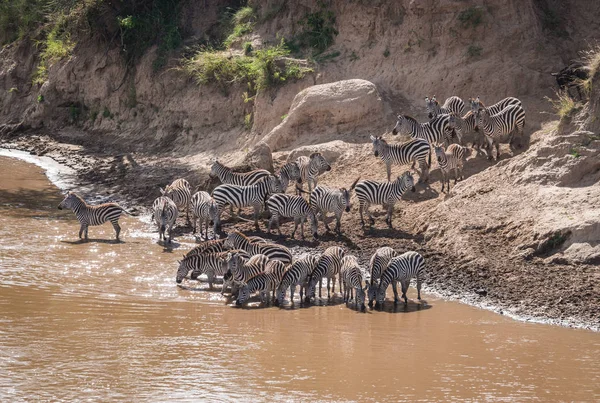 Zebra és GNÚ áttelepítéskor Serengeti Masai m — Stock Fotó