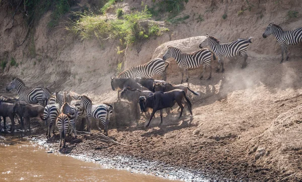 Zebra és GNÚ áttelepítéskor Serengeti Masai m — Stock Fotó