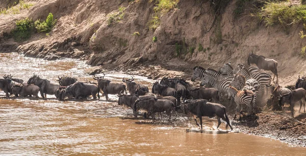 Zebra és GNÚ áttelepítéskor Serengeti Masai m — Stock Fotó