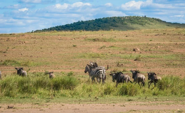 Зебры и гну во время миграции из Серенгети в Масаи М — стоковое фото