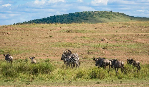 Зебры и гну во время миграции из Серенгети в Масаи М — стоковое фото