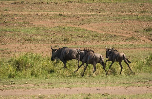 Зебр і антилоп гну під час міграції з Серенгеті Масаї М — стокове фото