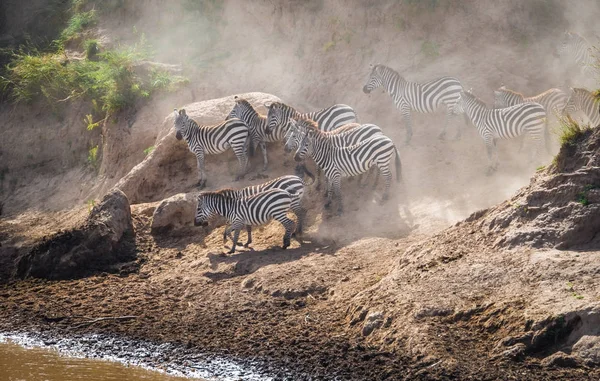 Zebra és GNÚ áttelepítéskor Serengeti Masai m — Stock Fotó