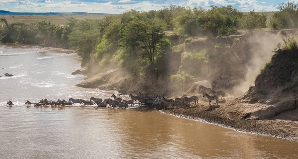 Cebras y ñus durante la migración de Serengeti a Masai M — Foto de Stock