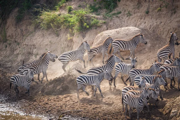Zebra és GNÚ áttelepítéskor Serengeti Masai m — Stock Fotó