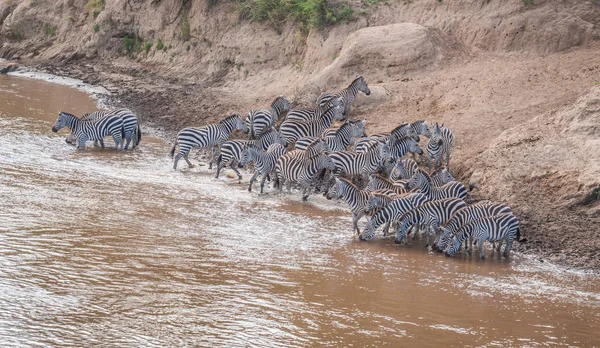 Zebra és GNÚ áttelepítéskor Serengeti Masai m — Stock Fotó