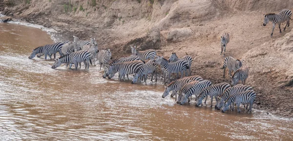 Zebra és GNÚ áttelepítéskor Serengeti Masai m — Stock Fotó