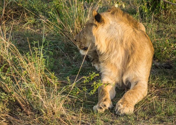 Grote mannetjes leeuw in de natuur van de Masai Mara reserve in Kenia — Stockfoto