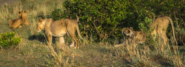 Cacciatrice di leoni nella riserva naturale di Masai Mara in Kenya — Foto Stock