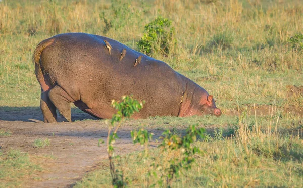 Hipopotam na brzegu rzeki Masai Mara w Kenii — Zdjęcie stockowe