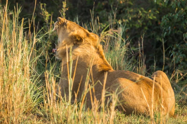 Cazadora de leonas en la reserva natural Masai Mara en Kenia — Foto de Stock