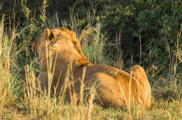 Cazadora de leonas en la reserva natural Masai Mara en Kenia —  Fotos de Stock