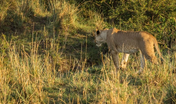 Oroszlán vadász, a természetben Masai Mara tartalék Kenya — Stock Fotó