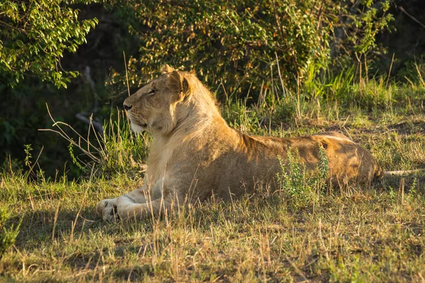 Grote mannetjes leeuw in de natuur van de Masai Mara reserve in Kenia — Stockfoto