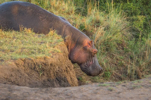 Hippo sur la rive du fleuve Masai Mara au Kenya — Photo