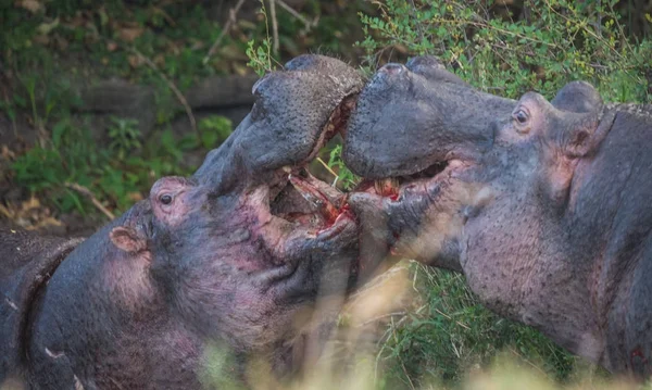 Deux hippopotames se battent contre le sang à Masai Mara, Kenya — Photo