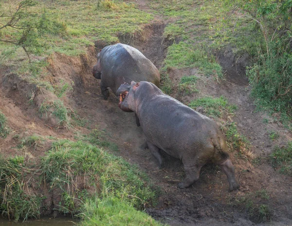 Deux combats hippopotames à Masai Mara, Kenya — Photo