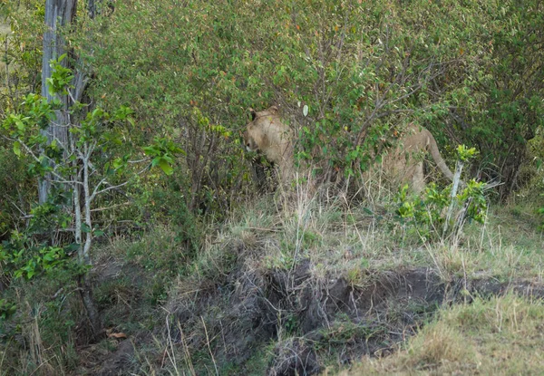 Grand lion mâle dans la réserve naturelle de Masai Mara au Kenya — Photo