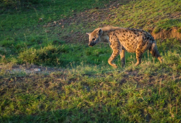 Hiena roja en Masai Mara en Kenia — Foto de Stock
