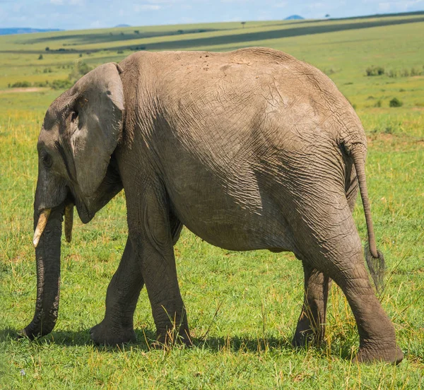 African elephants in Masai Mara in Kenya Stock Photo