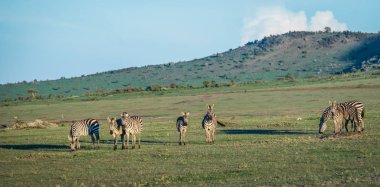 Kenya'daki Masai Mara Zebras