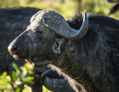 Kenya'daki Masai Mara büyük beş Buffalo'dan