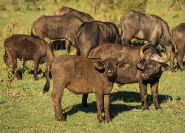 Kenya'daki Masai Mara büyük beş Buffalo'dan