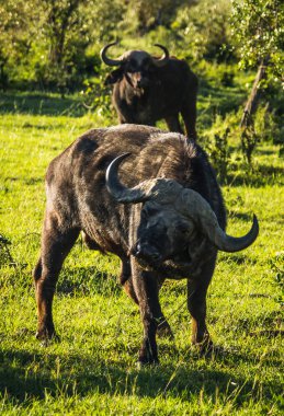 Kenya'daki Masai Mara büyük beş Buffalo'dan