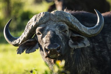 Kenya'daki Masai Mara büyük beş Buffalo'dan