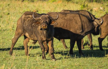 Kenya'daki Masai Mara büyük beş Buffalo'dan