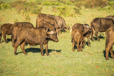 Kenya'daki Masai Mara büyük beş Buffalo'dan