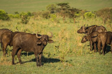 Kenya'daki Masai Mara büyük beş Buffalo'dan