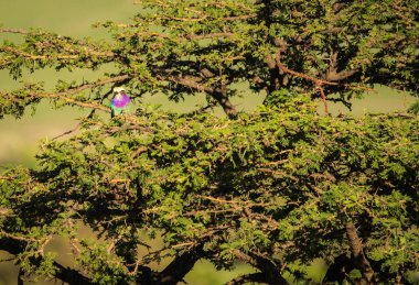 Masai Mara, Kia içinde Lila kruvaze roller