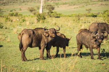 Kenya'daki Masai Mara büyük beş Buffalo'dan