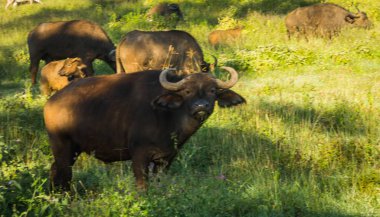 Kenya'daki Masai Mara büyük beş Buffalo'dan