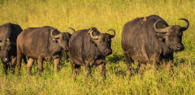 Kenya'daki Masai Mara büyük beş Buffalo'dan